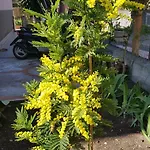 Mimosa 4* Giardini-Naxos