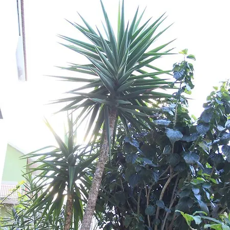 Mimosa 住宿加早餐酒店