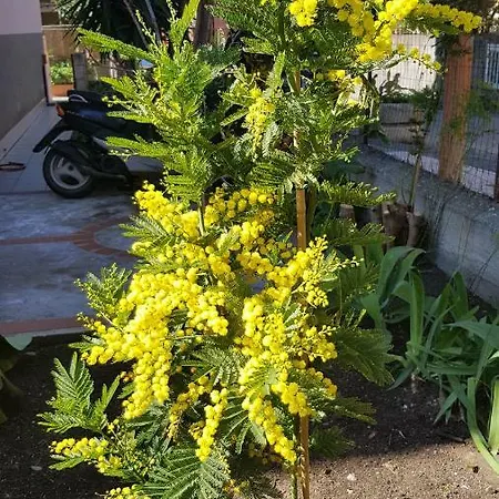 Mimosa 4* جيارديني ناكسوس