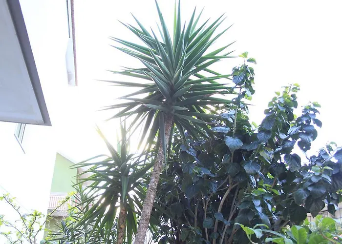 Mimosa Bed & Breakfast