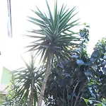 Mimosa Oda ve Kahvaltı